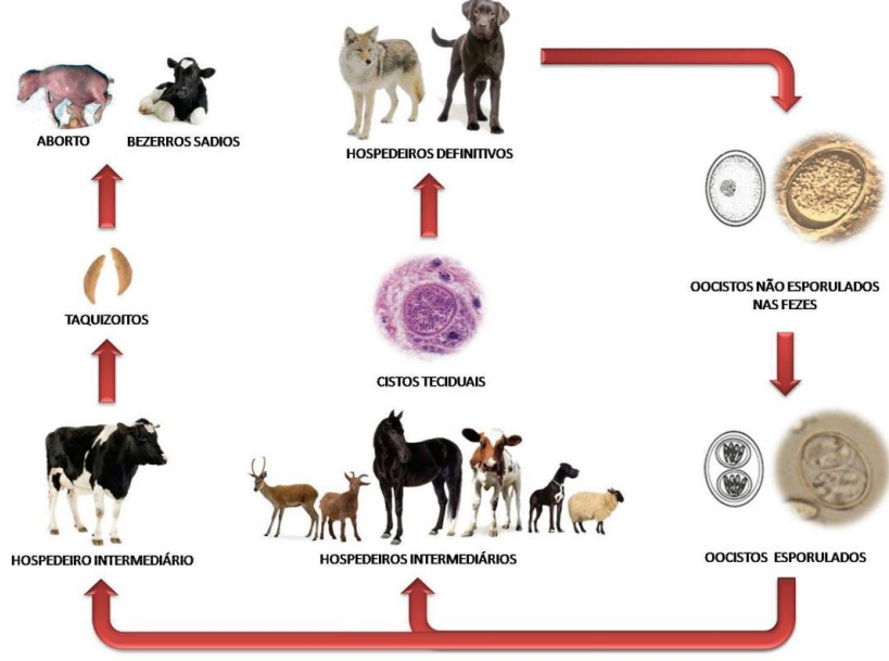 Neospora